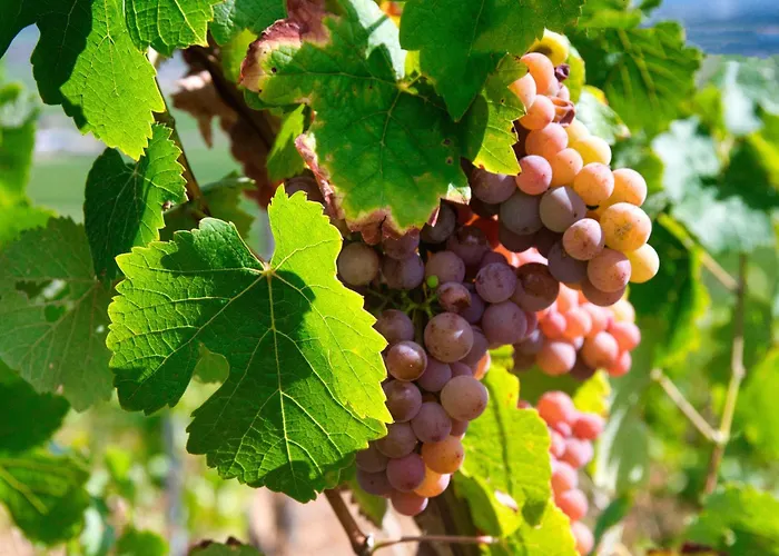 Au Coeur Des Champs Chez Sandrine Et Manu Apartament Hilsenheim